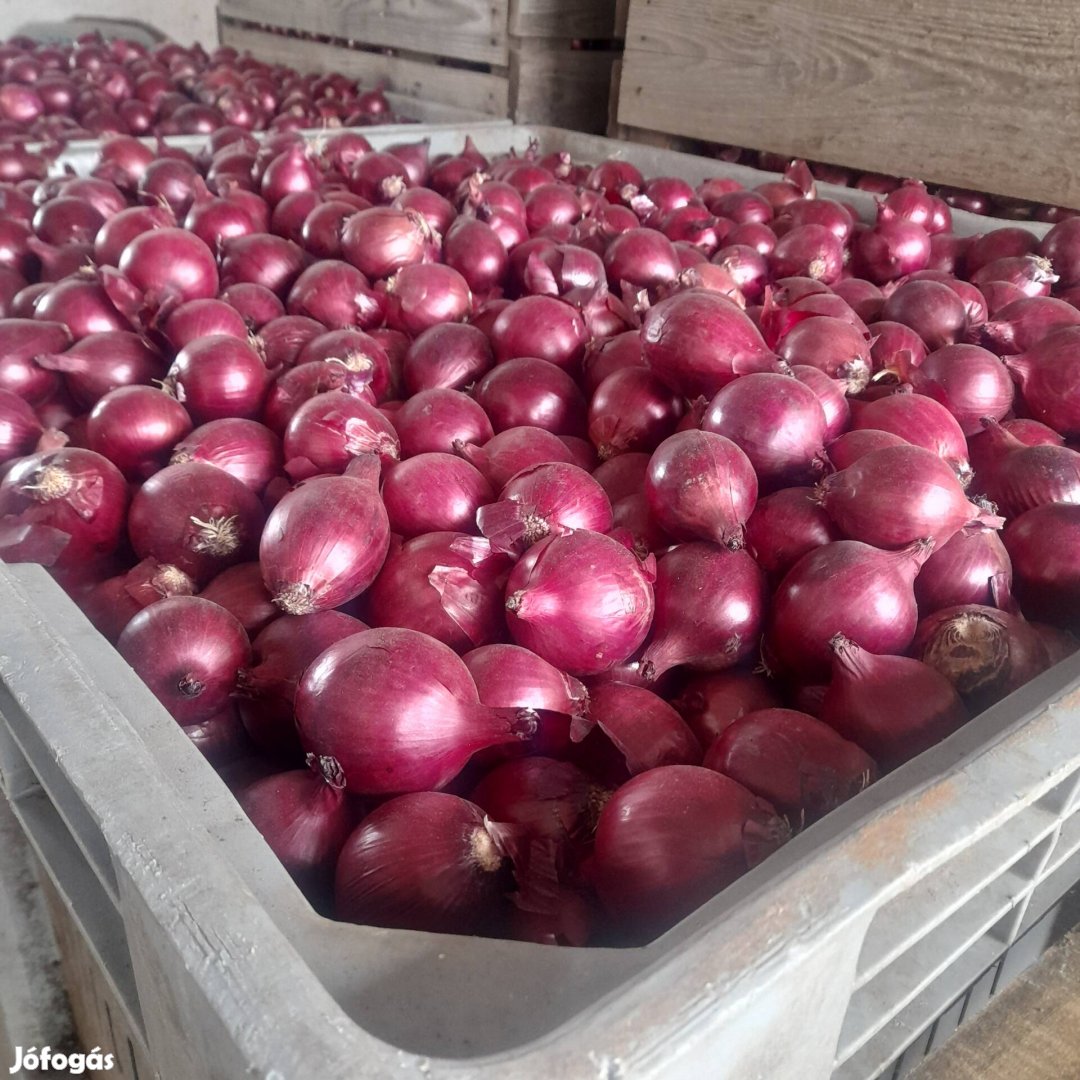 lilahagyma eladó termelőtől!
