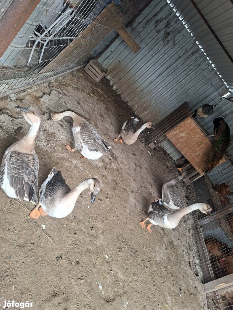 lúd,liba eladó