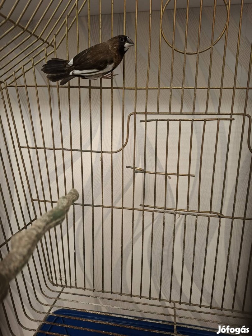 madarak! sirályka pintyek!