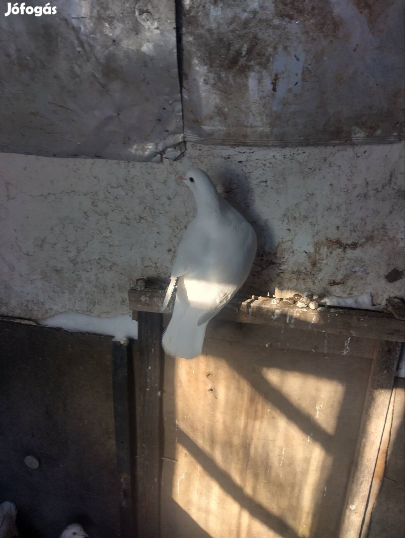 magyar autosex tyúkgalamb