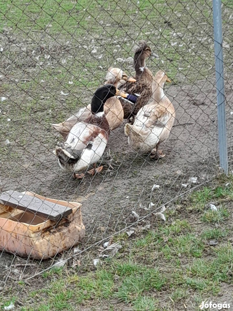 magyar kacsa tojás eladó