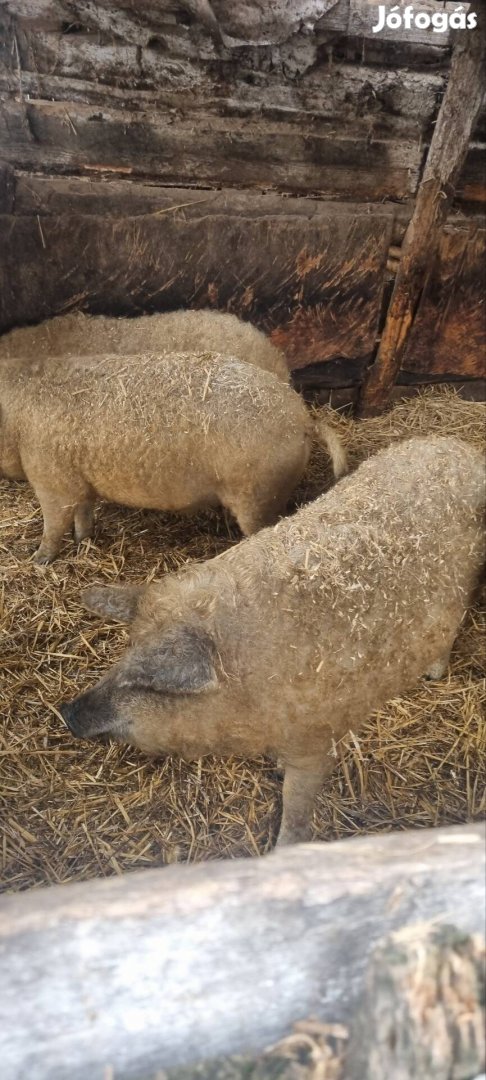 mangalica hizók szabad tartásos
