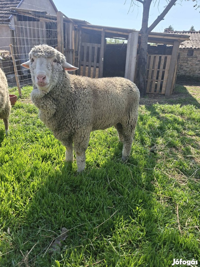 merino fiatal kos