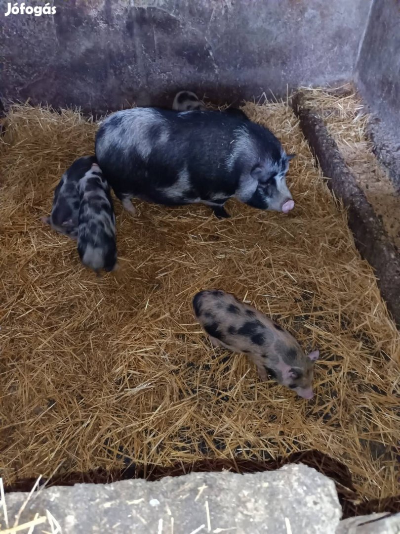 minnesotai Törpe-malacok