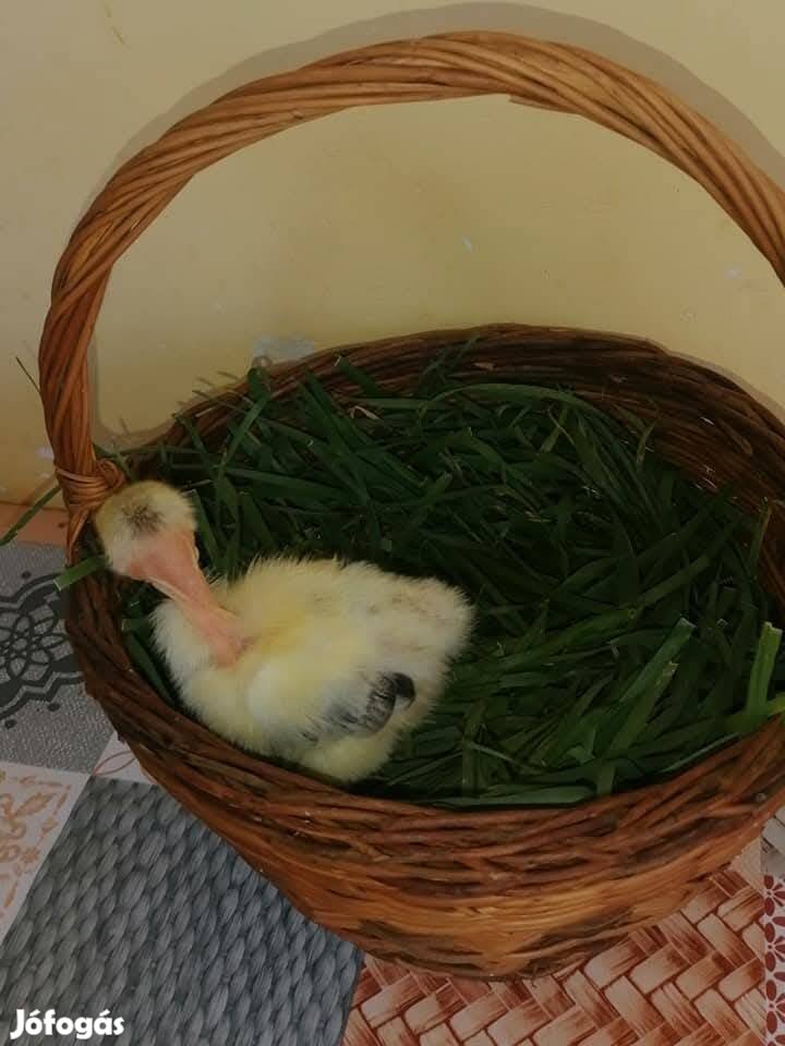 napos csibe rendelhető