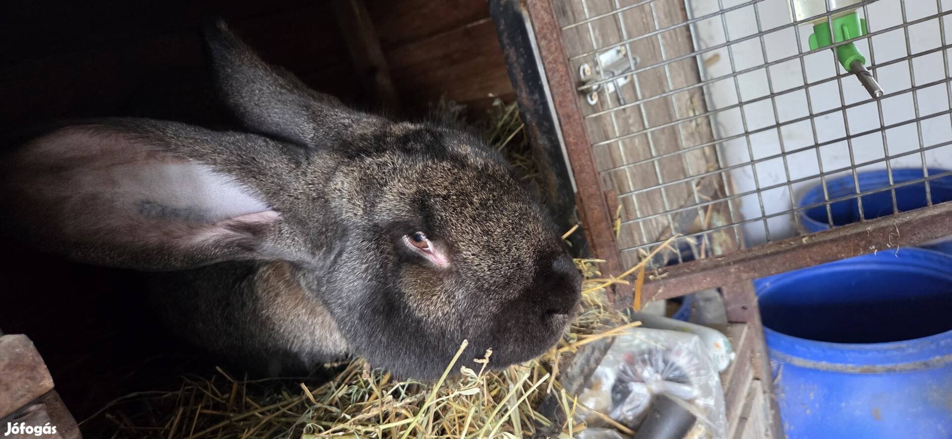 német óriás bak nyúl