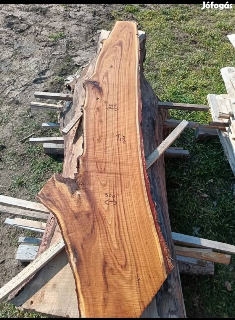 olajfa lapok