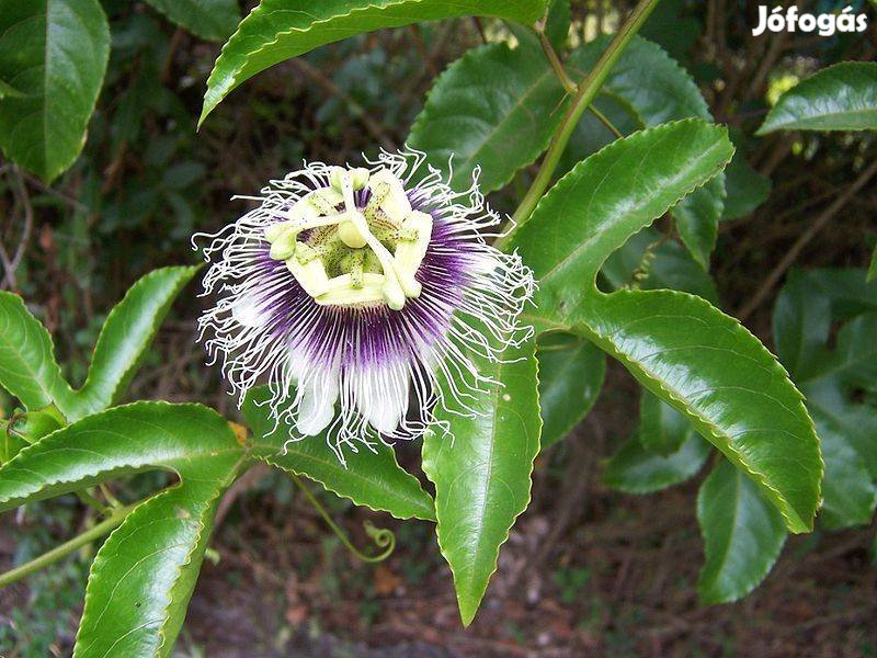 önporzós maracuja (Passiflora edulis)