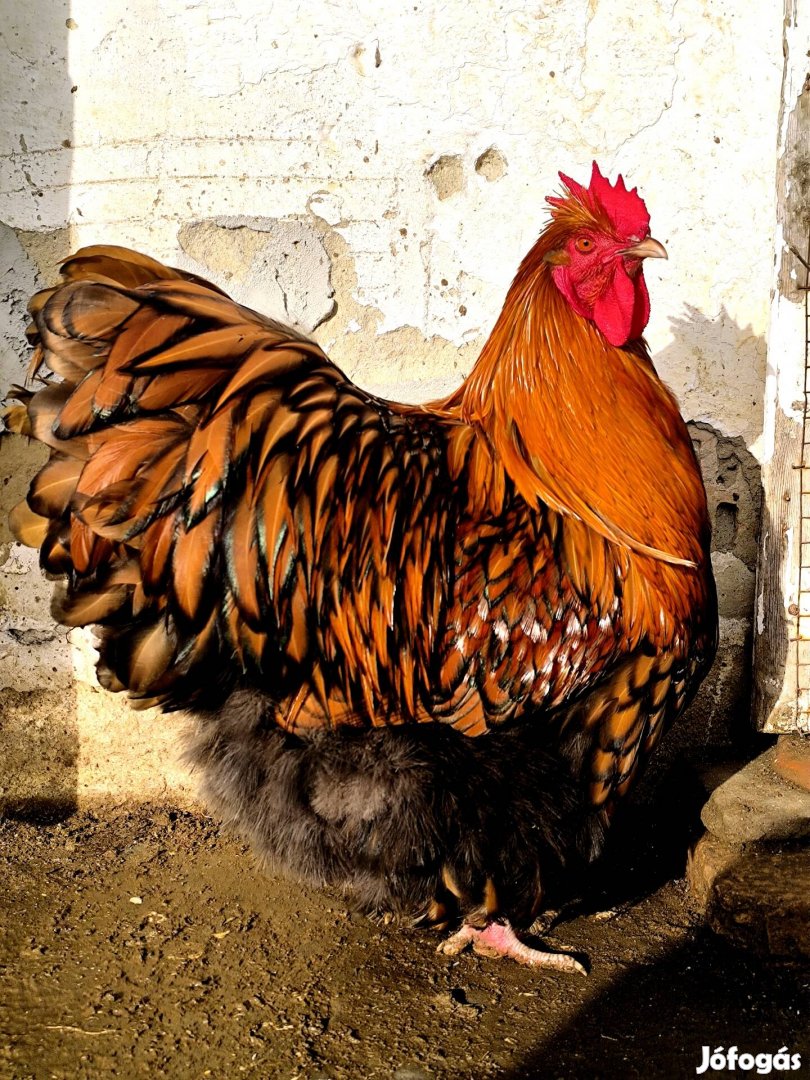orpington kakas eladó