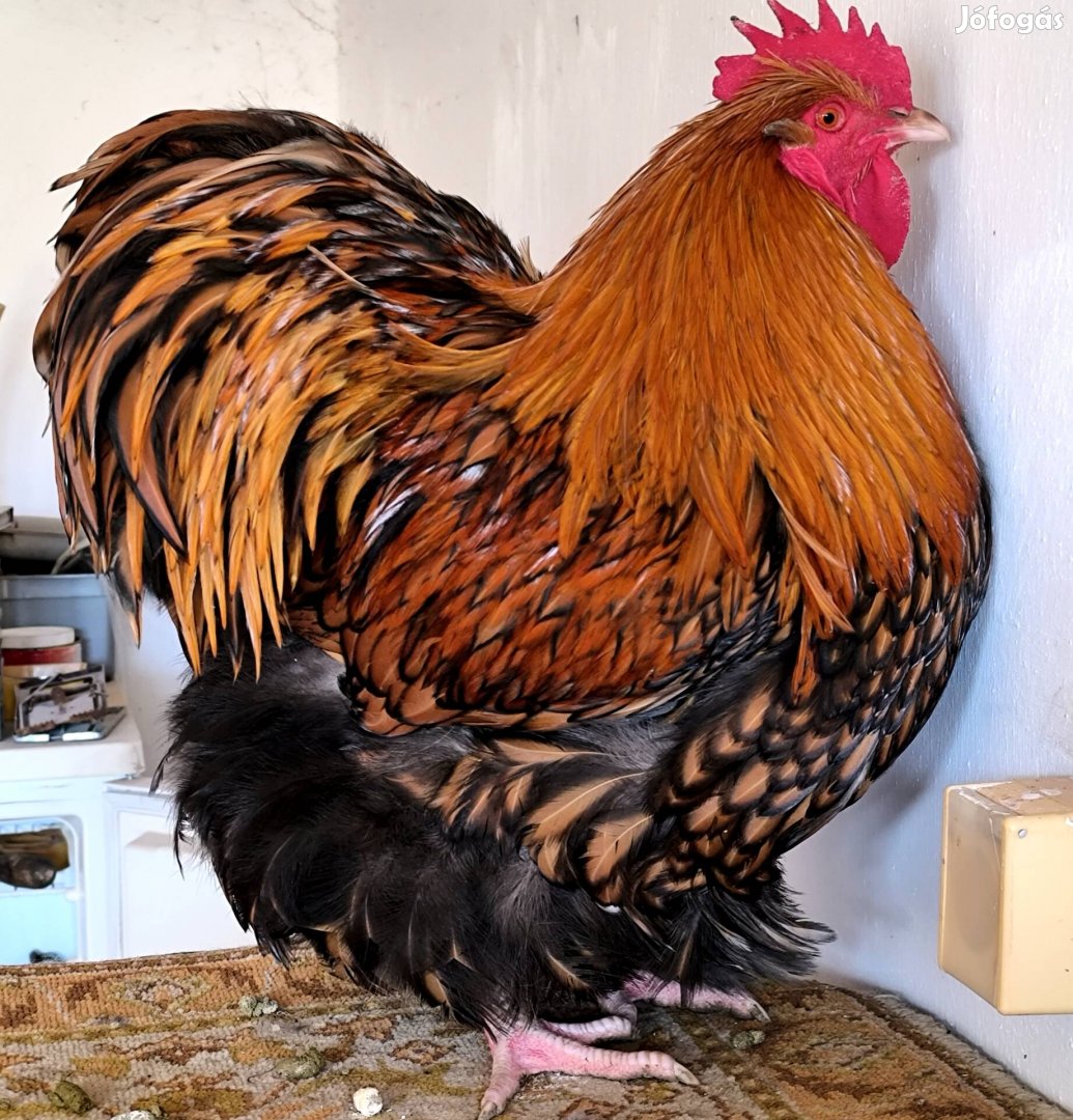 orpington kakasok eladók