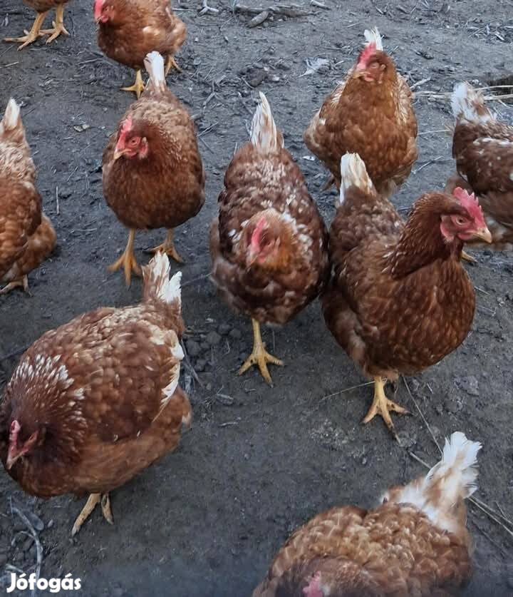 őstermelőtol saját nevelésű fiatal tojó tyúkok szabadtartasbol 