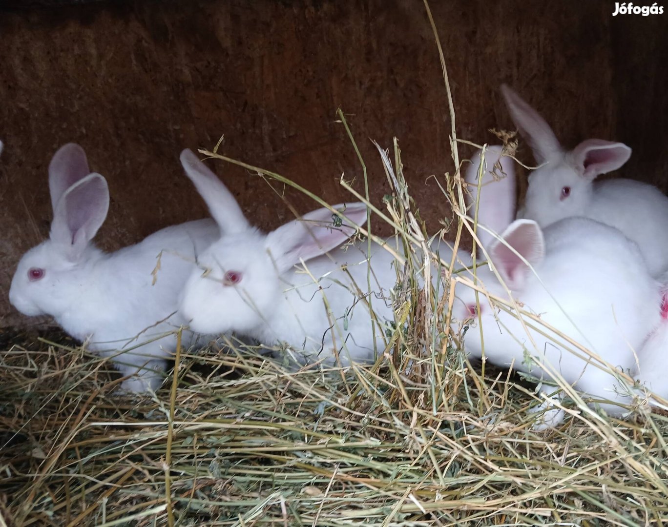 pannon fehér nyulak, 10 hetes