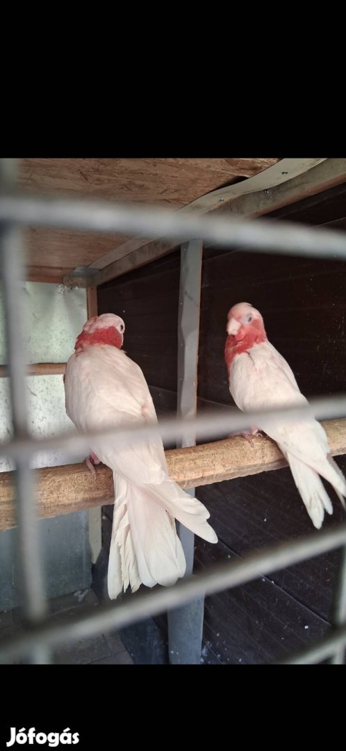 papagáj rózsa kakadu