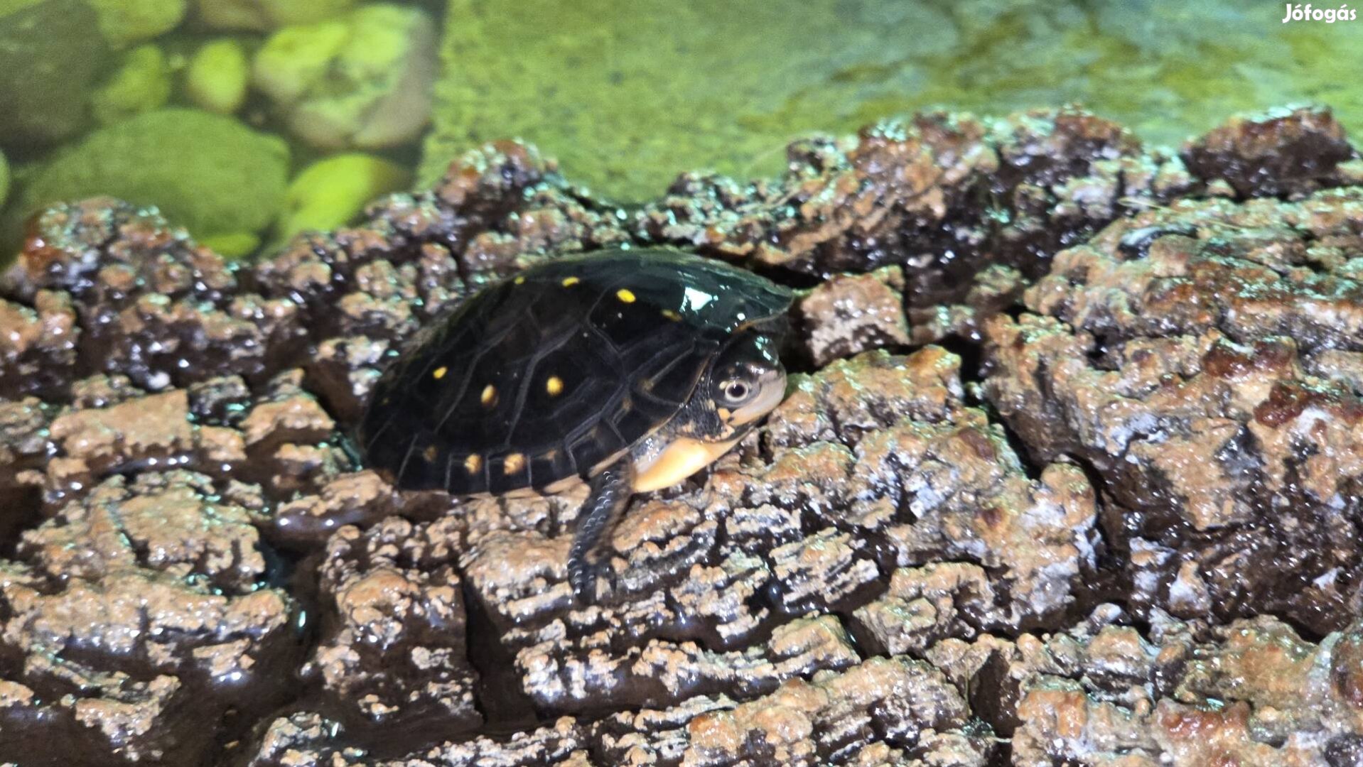 pettyes vízi teknős