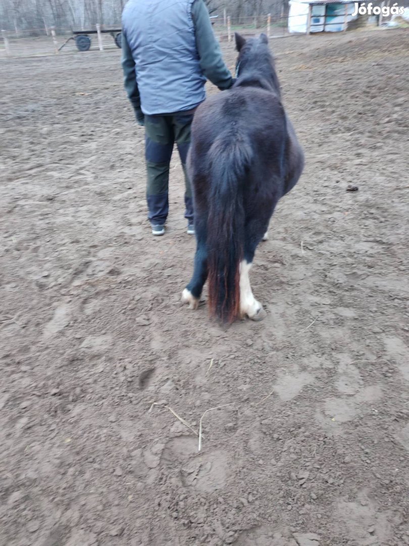 póni ló eladó! 