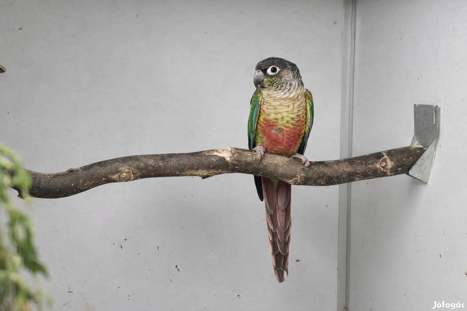 pyrrhura molinae tűzfarkú, rupicola - Monor