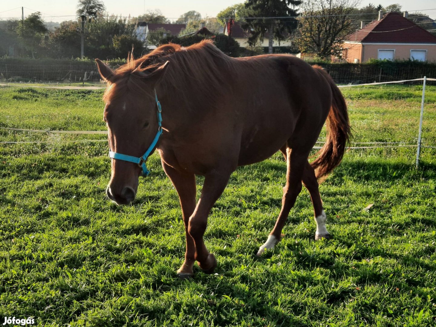 quarter horse