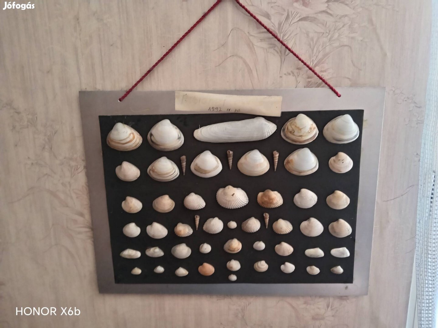 retro kagyló gyűjtemény újpesten