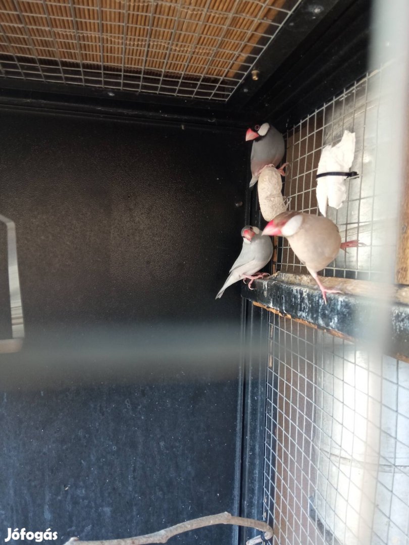 rizspinty hímek ki repülnenek.