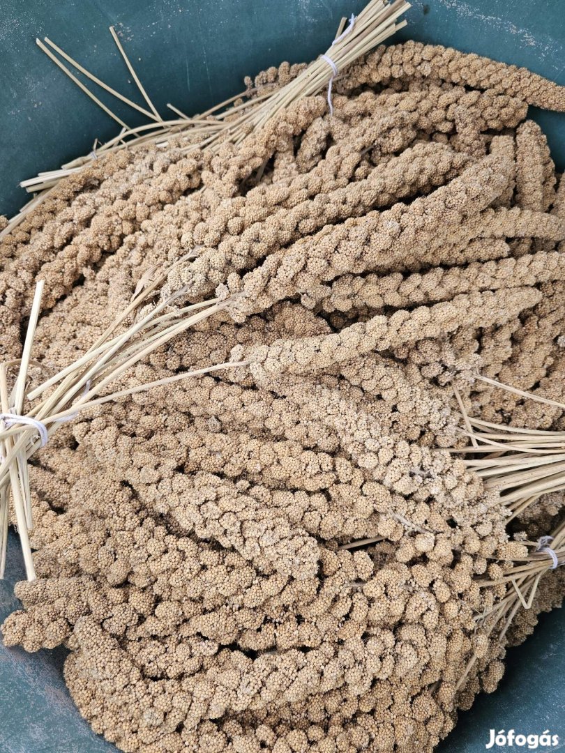 sárga fürtös köles