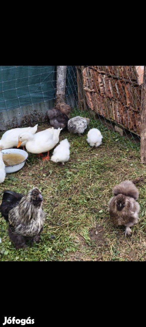 selyem tyúk tojás keltetésre