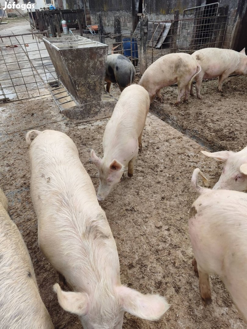 sertés hízó emse kb80-100kg 7db egyben eladó