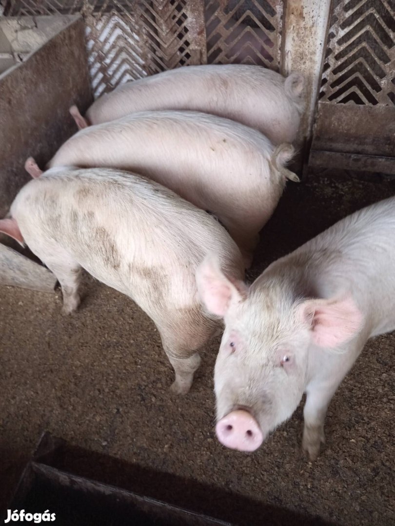 süldők eladók szép sonkásak