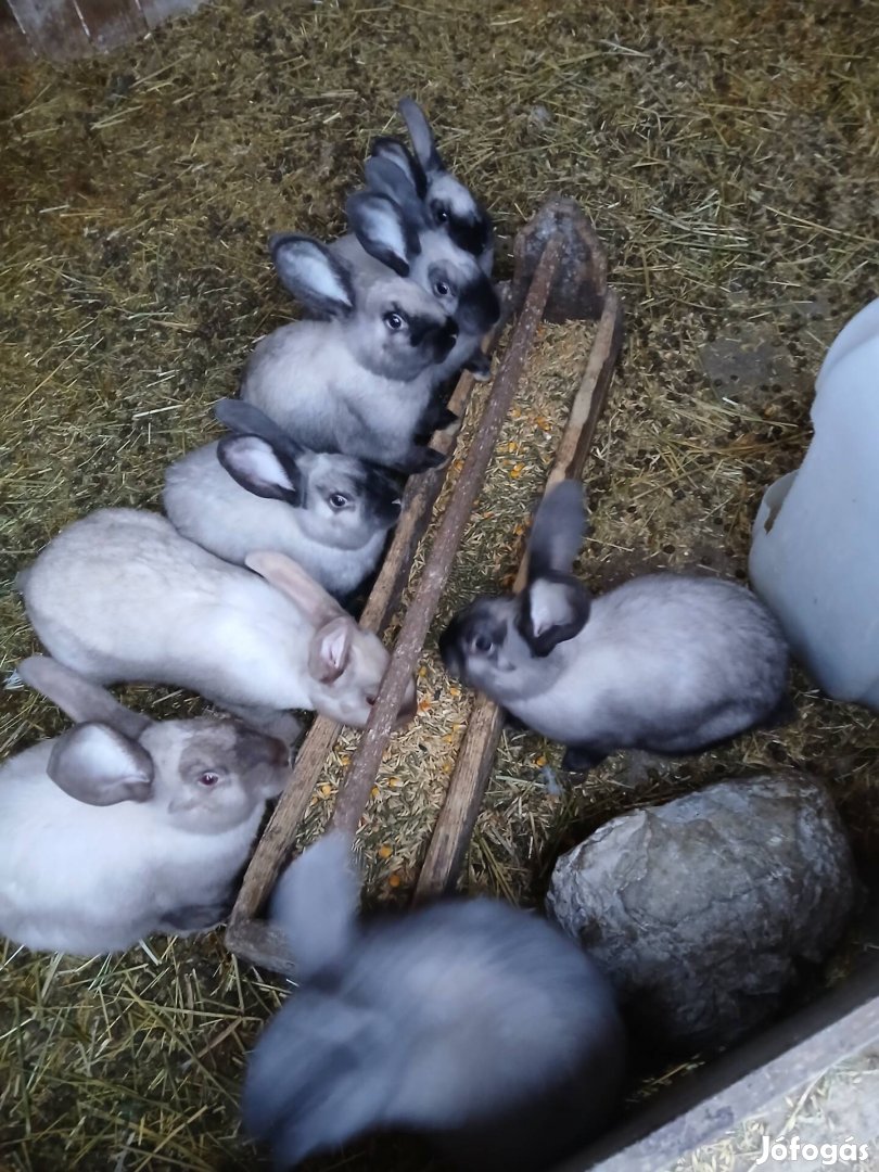 székely nyúl növendékek