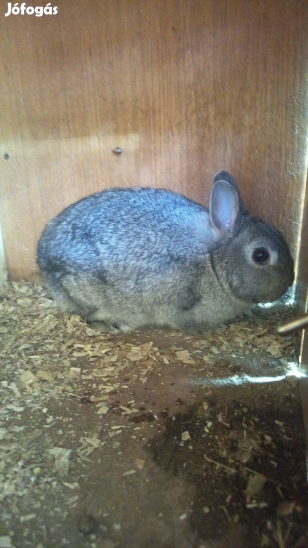 színes holland Törpe nyul