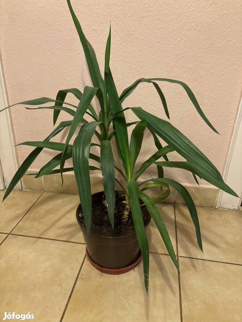 szobanöveny eladó