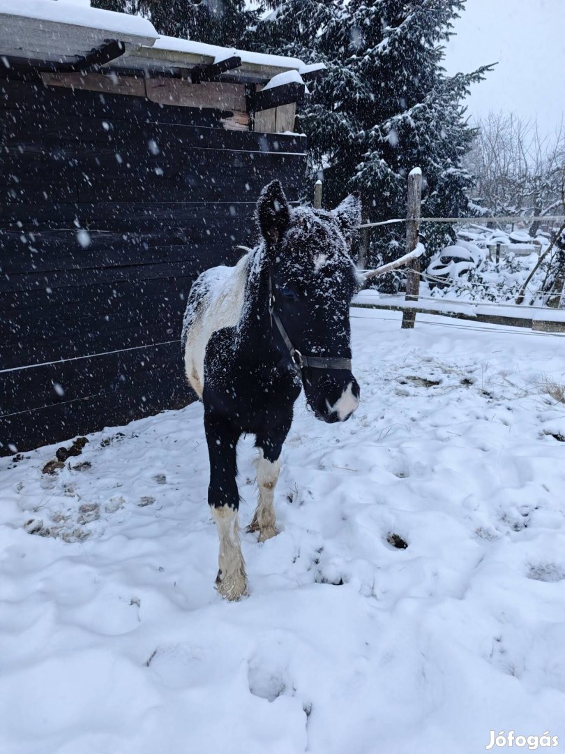 társlónak alkalmas csikó