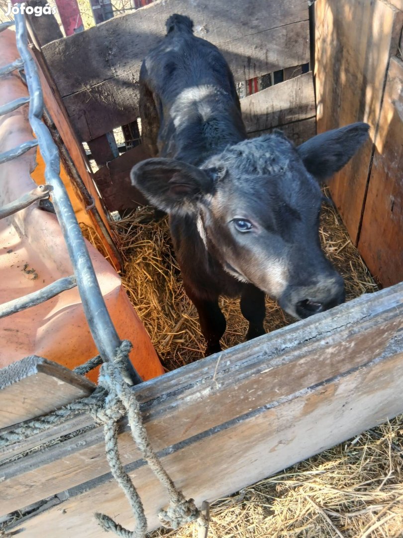 tejen nevelkedet limuzin uszoborju elado
