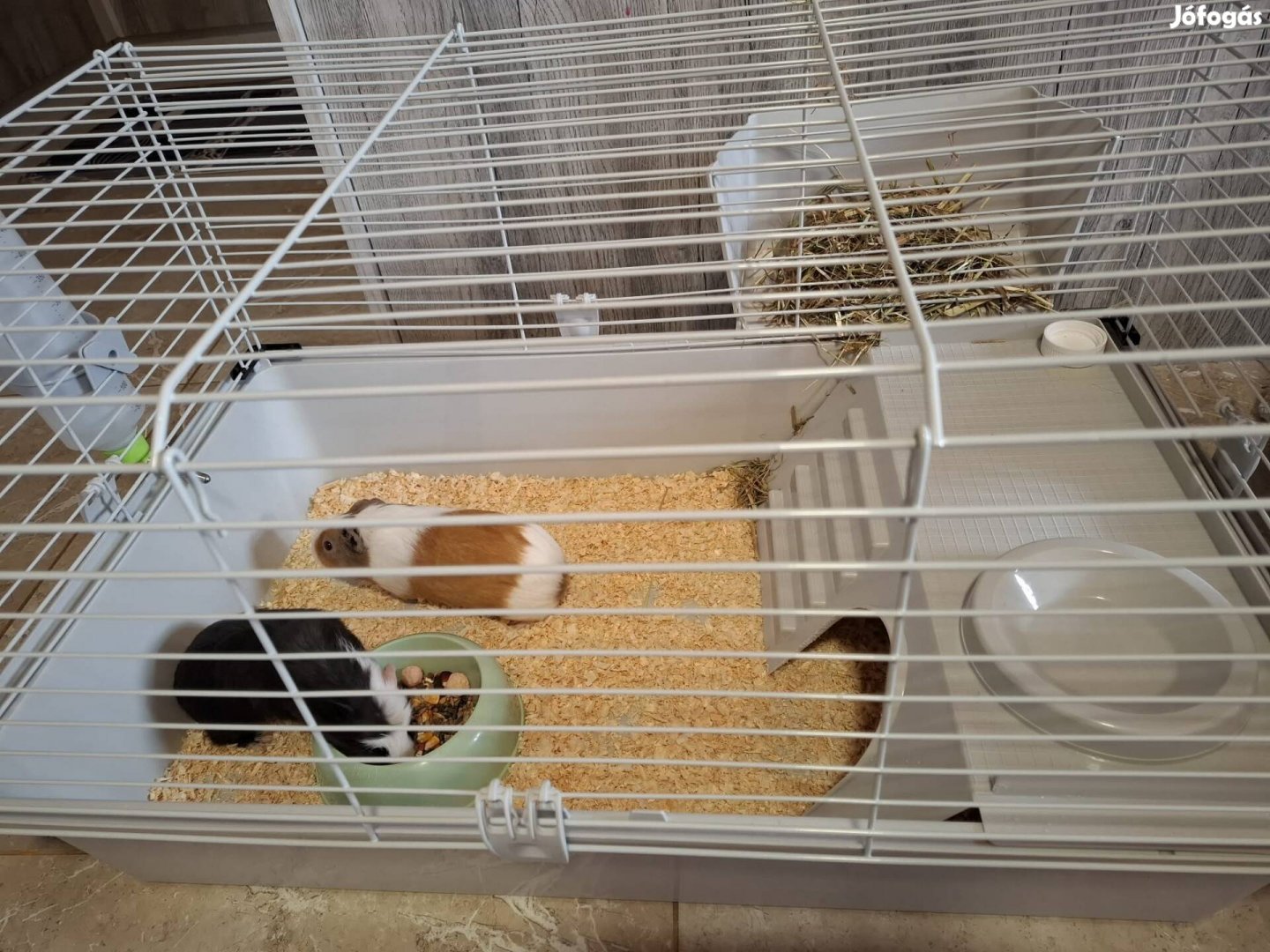 tengeri malac ketrec