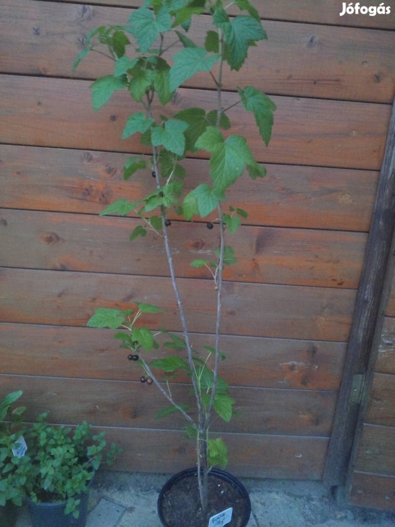 termő fekete ribizli bokor.kb 120 cm