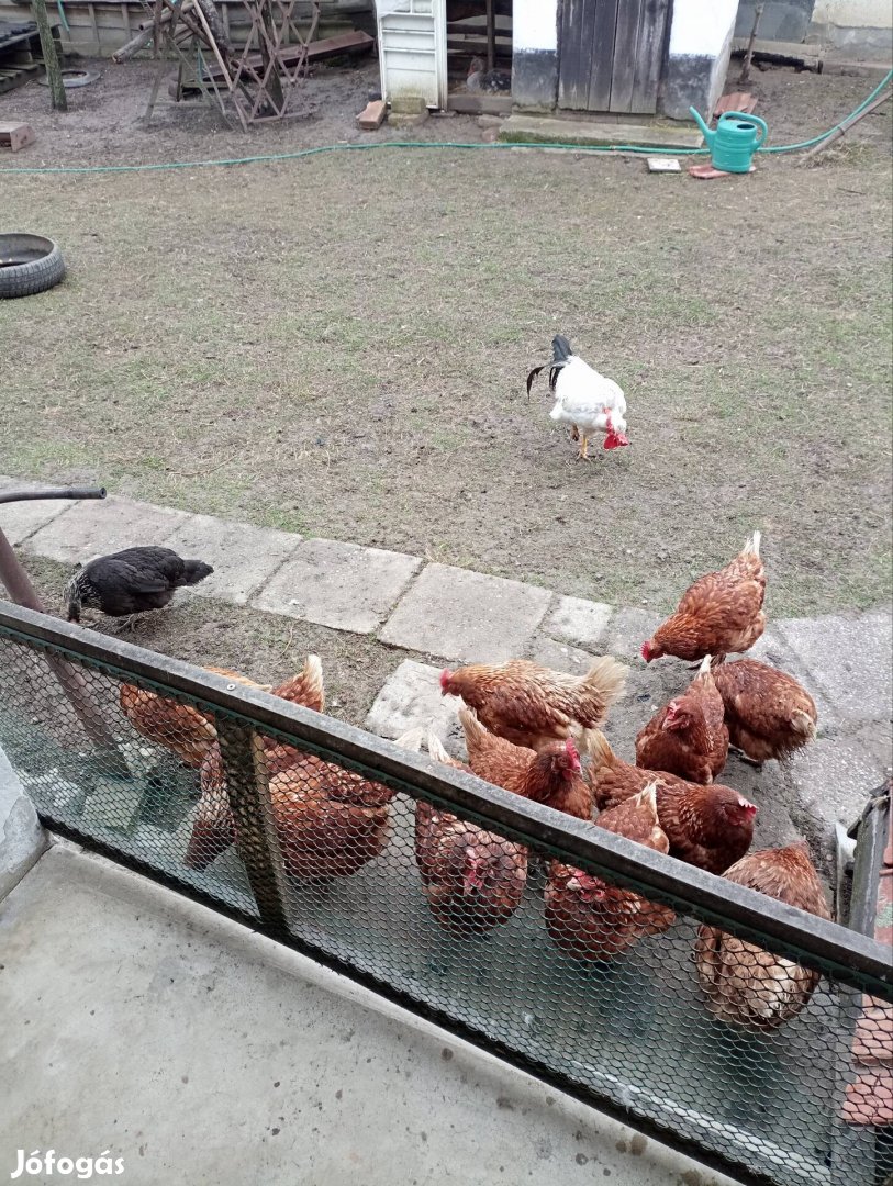 tyúk eladó jól tojnak