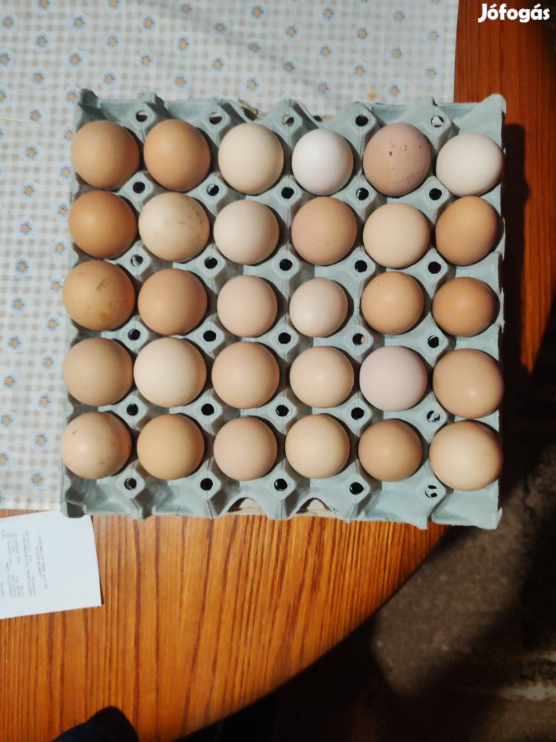 tyúk tojás eladó