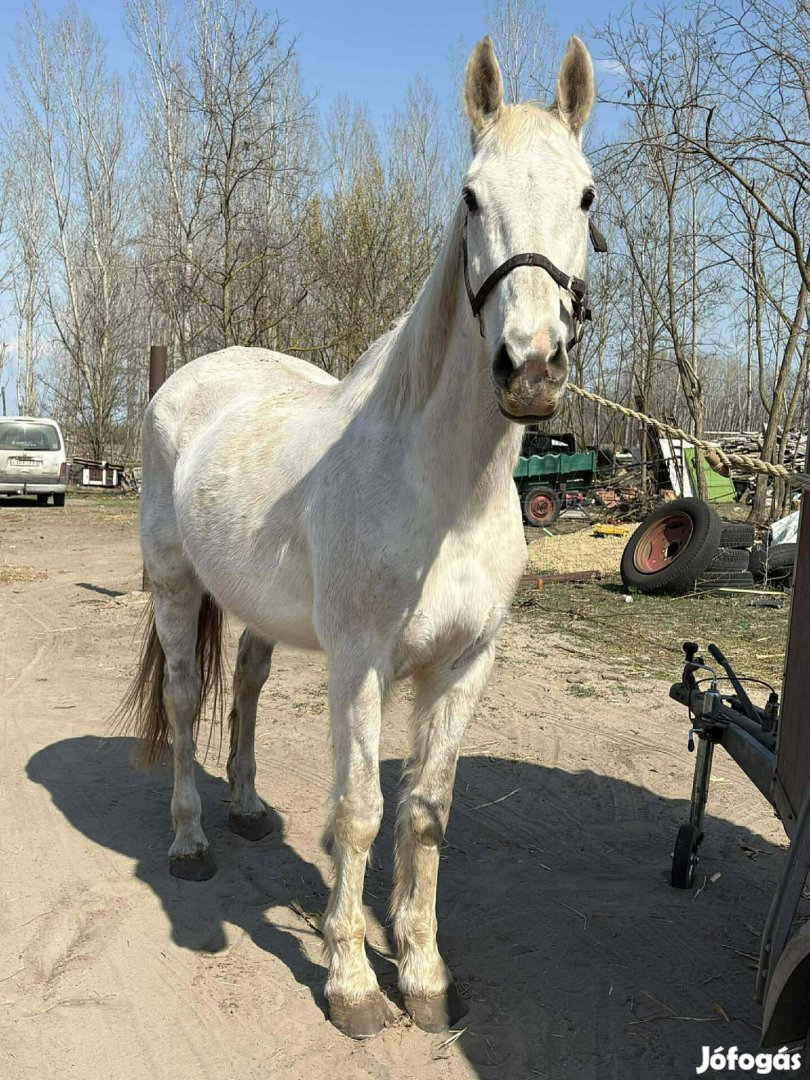 új helyre költözne vagy cserélhető