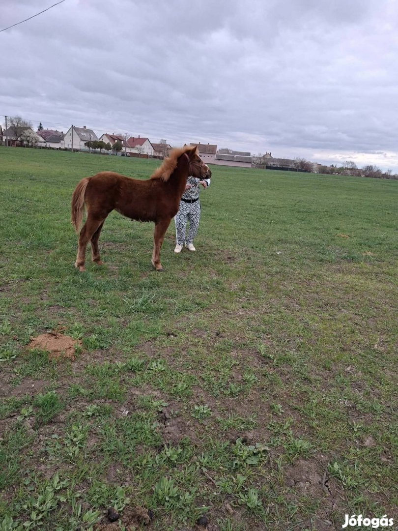 új helyre költöznek 6 honapos gerdelandi fv csikok