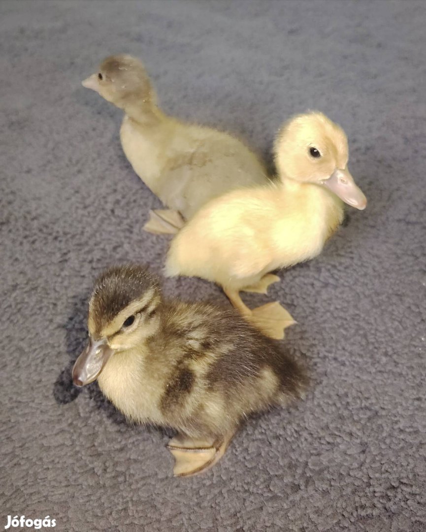 vadas jellegű kiskacsa