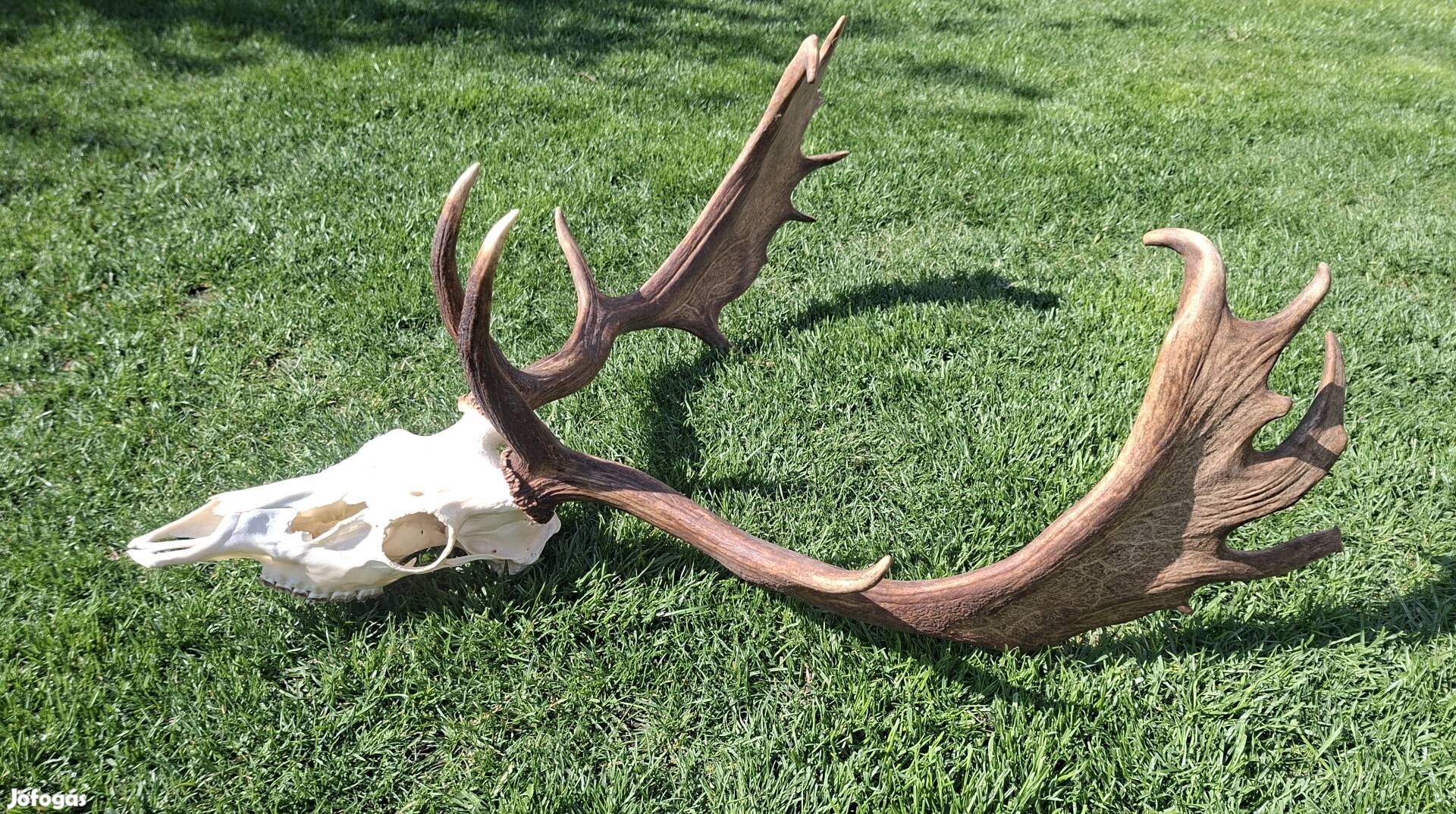 vadásztrófeák hagyatékból étterembe