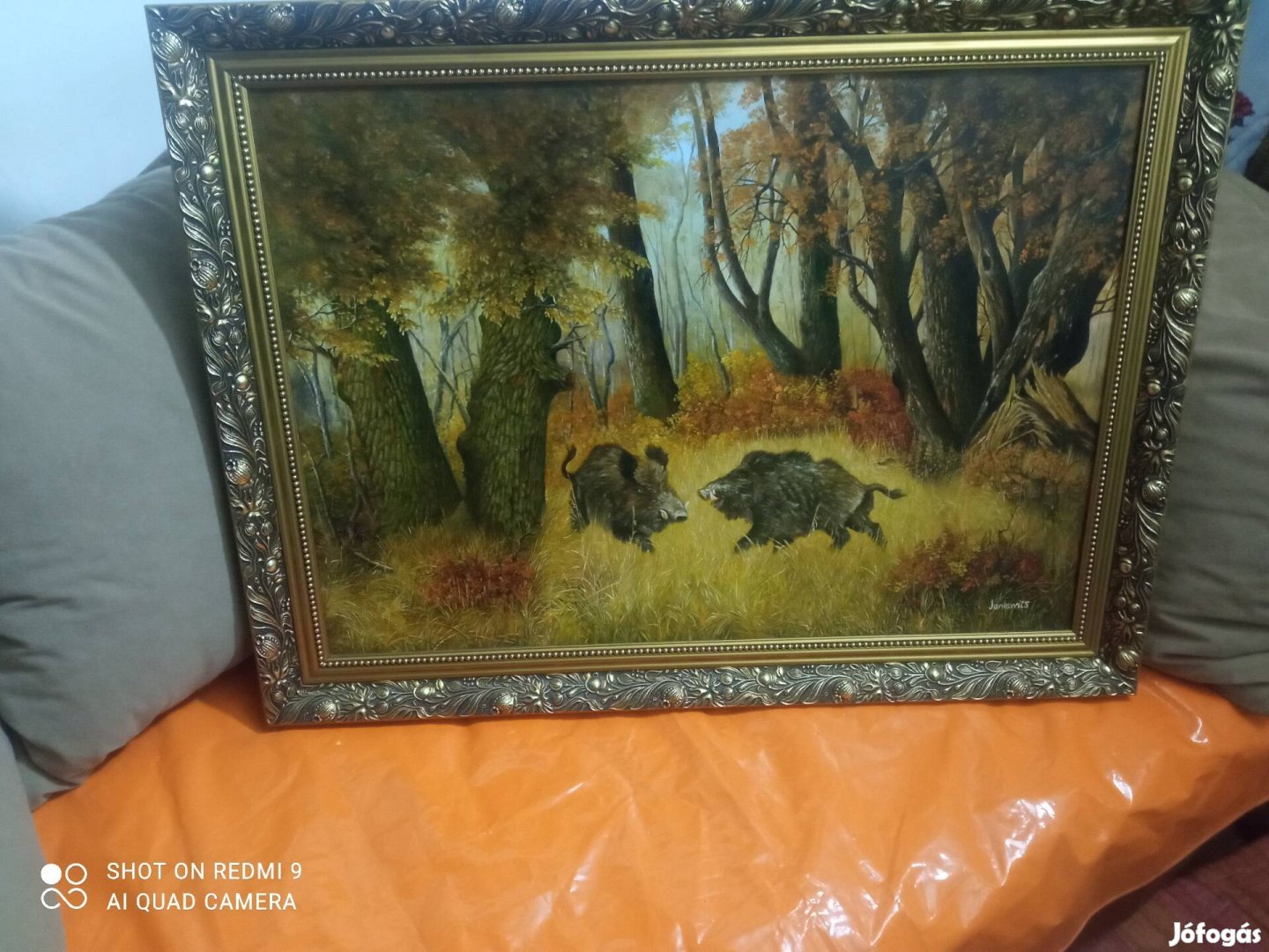 vaddisznók találkozása ! 