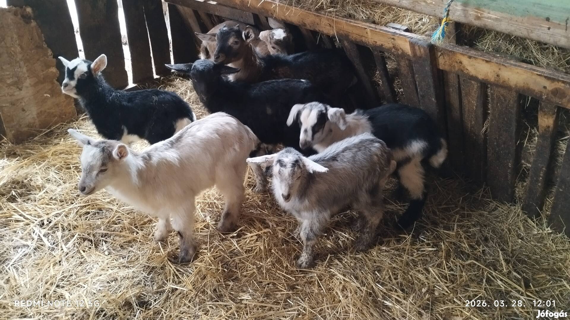 választási gidák eladók.