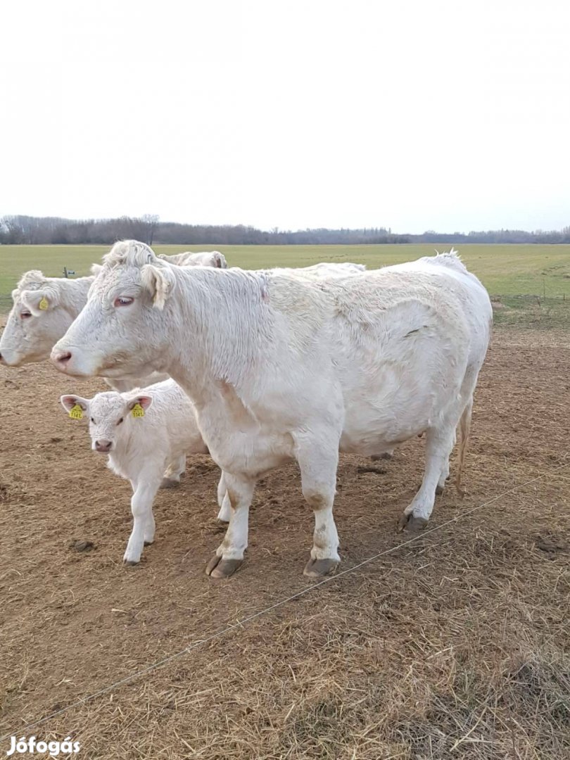 vásárolnék Charolais 10db tehenet