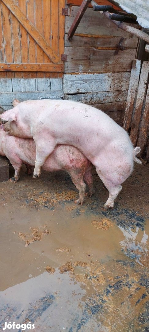 vemhes kocák eladok és 1kan!Telefonon minden kérdésre