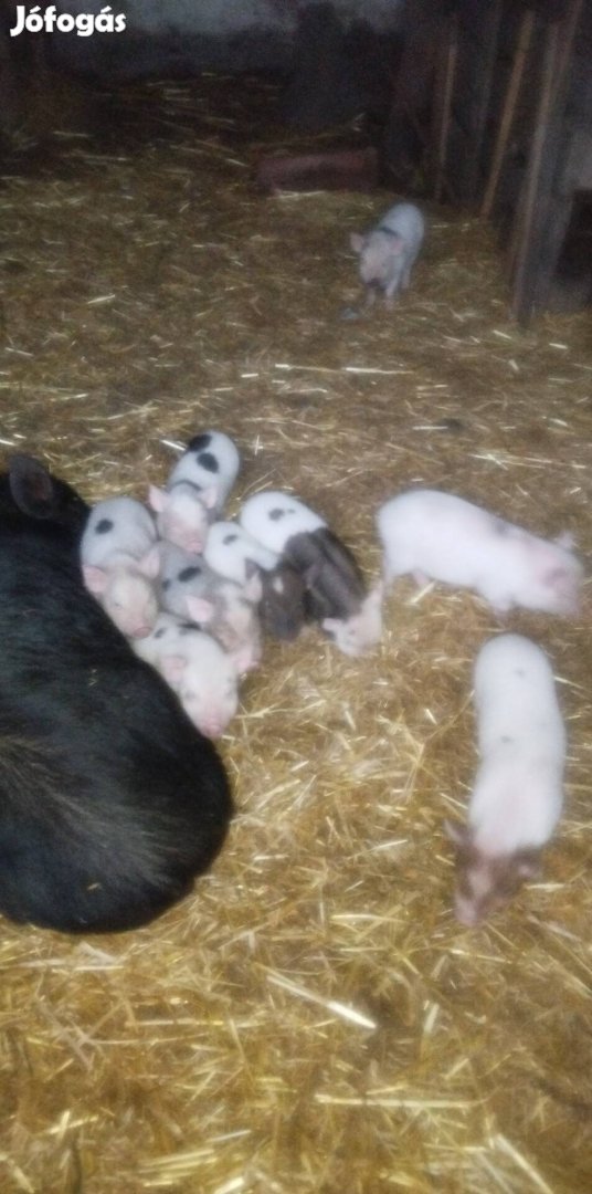 vietnámi X durok keverék kis malacok 6 koca 3 kan