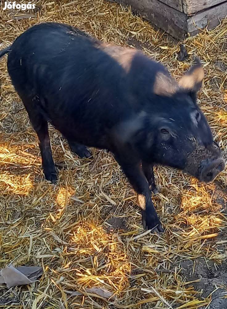 vietnámi csüngőhasú disznók