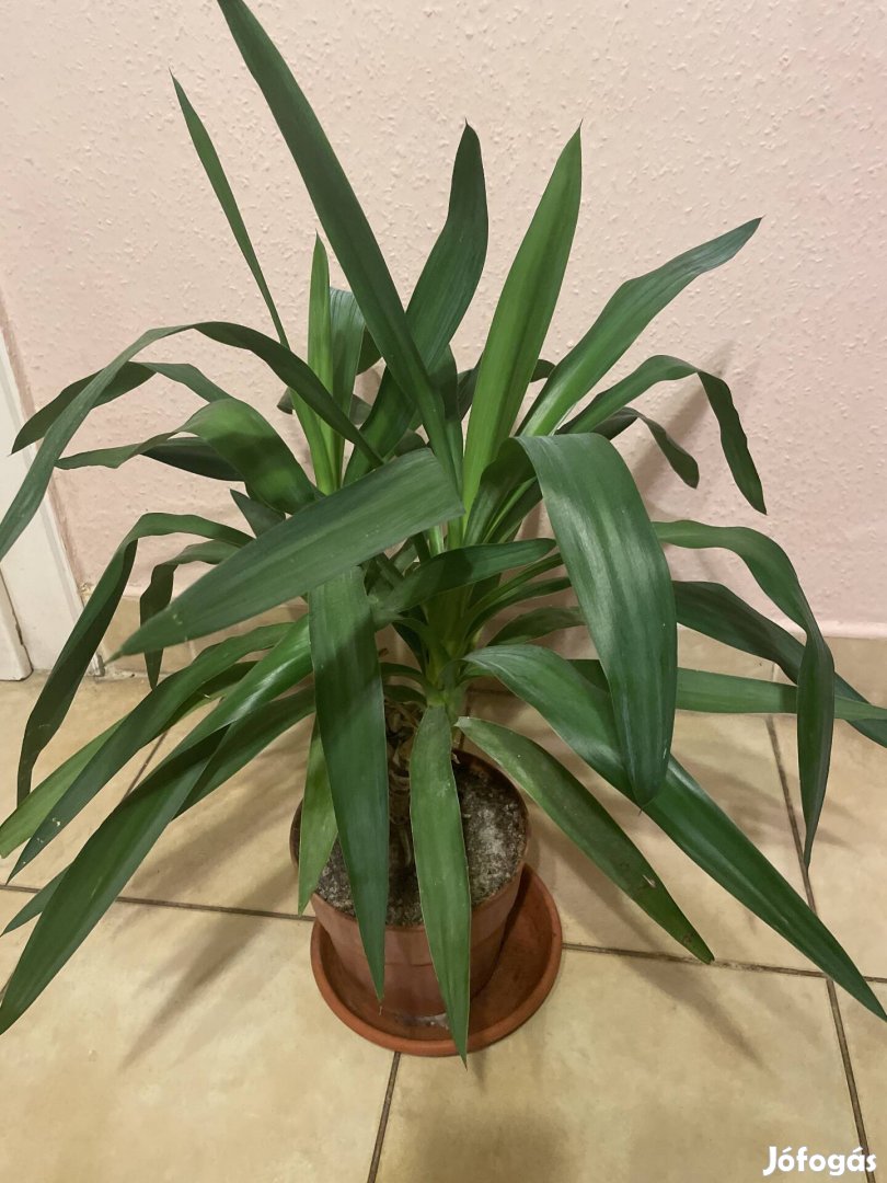 yukka 70cm eladó