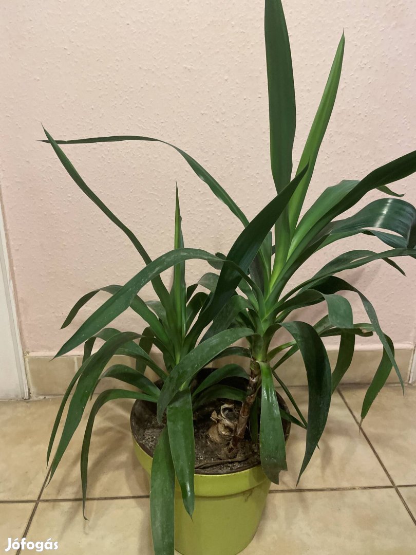 yukka 75cm eladó