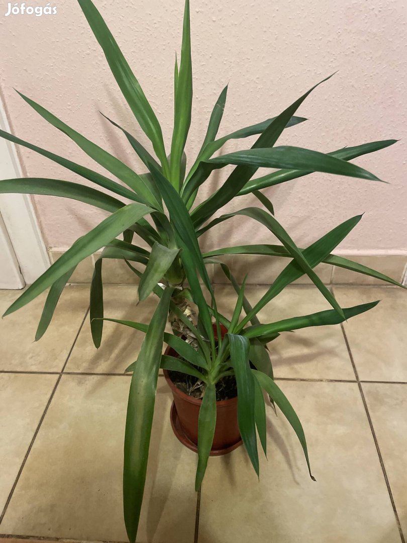 yukka 80cm eladó