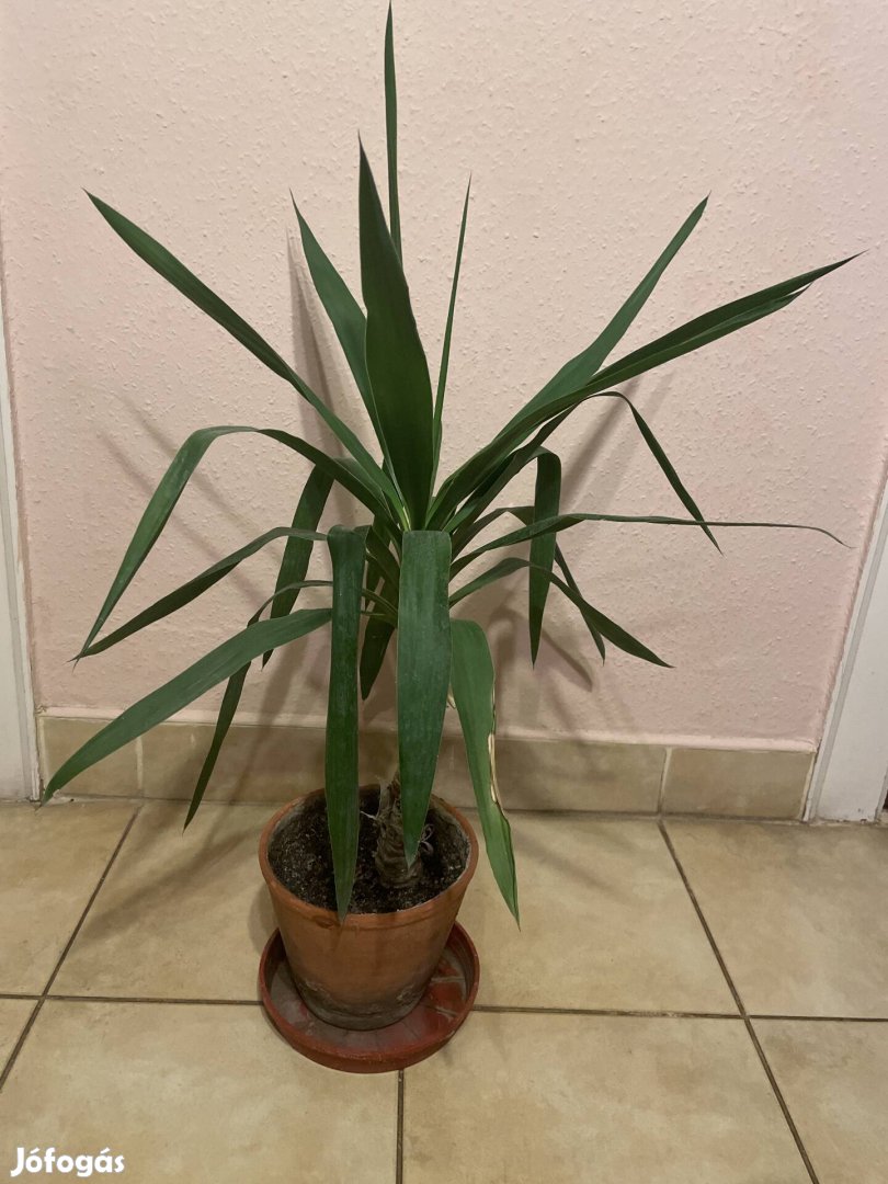 yukka kb80 cm